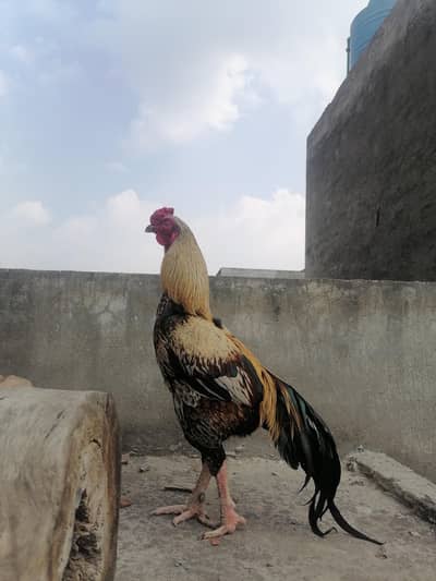 pure aseel java breeder and fiter