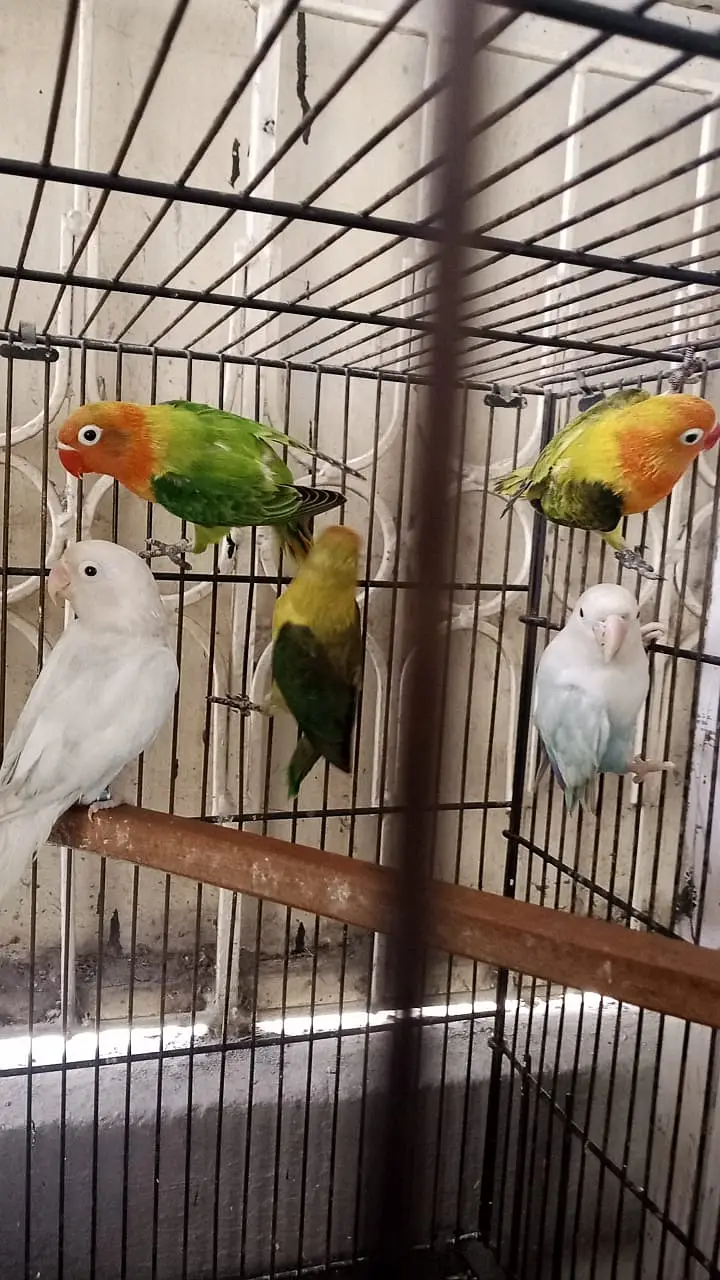 Love birds, boxes and cages
