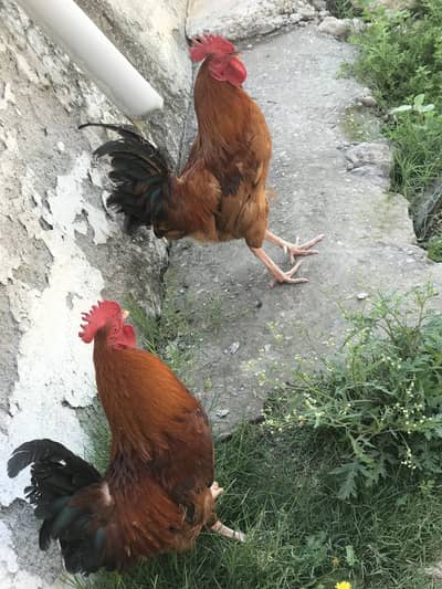 Golden Missri Dessi murgy chikken for sell