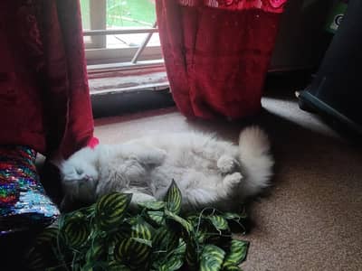 Persian cat  atripplle coat