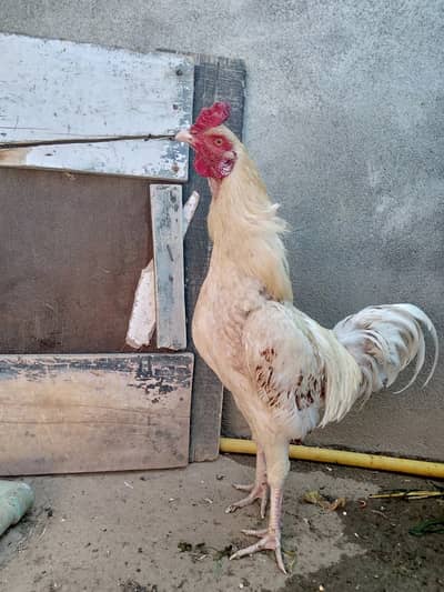 Cocks For Sale in Haripur