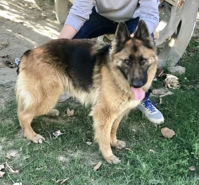 For sale and Exchange possible