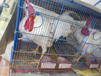 a pair of roosters available for sale