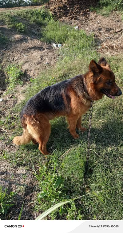 German shepherd dog for sale  mail and puppies.