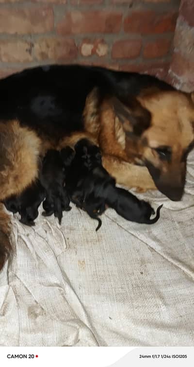 German shepherd puppies /puppy/GSD pup/german shepherd/ double coated