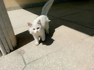 persian kitten for sale with all asseories