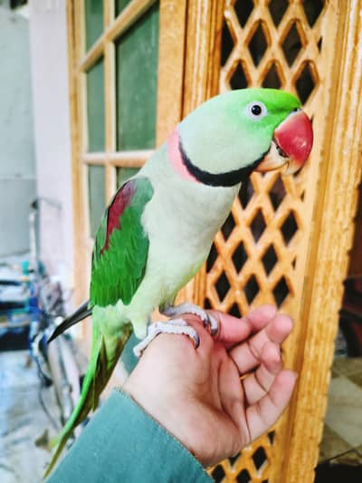 Raw Parrot Talking ful handtamed very friendly neat and clean
