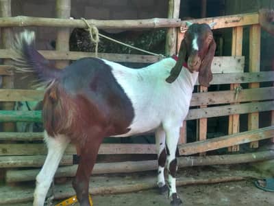 kamori bakri with kid, bissar gayyaban bakri, biissar female, bakra