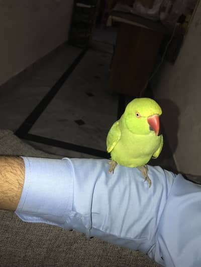 Green parrot