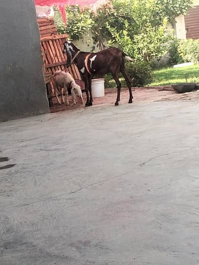 aik adad beetal got for sale hi