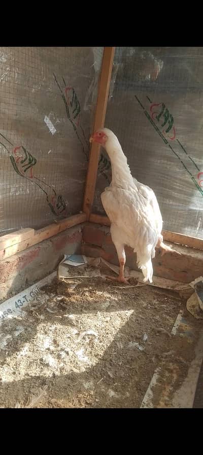 white shamo Breeder pair For sale Rs Rs, 45000