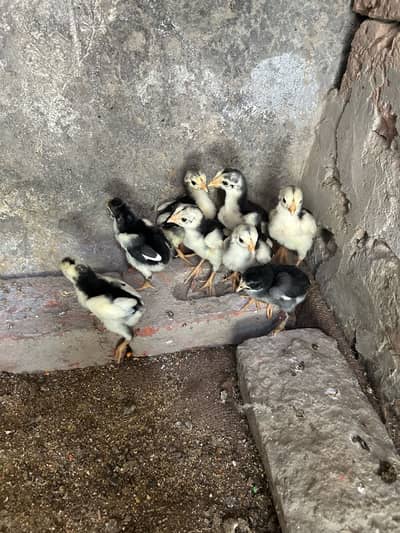 Black shamo chicks for sale age 1 month total 8 pic ha
