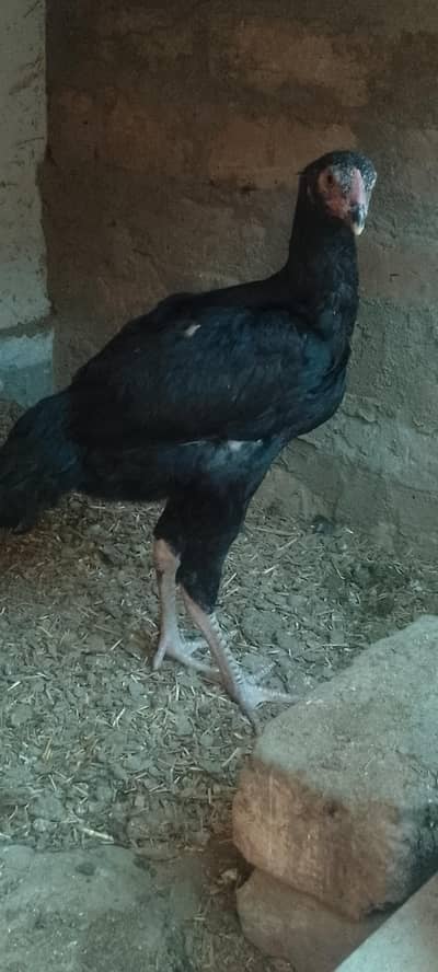 jet black lasani mushka patha