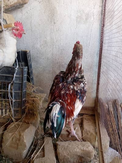 Cocks For Sale in Haripur