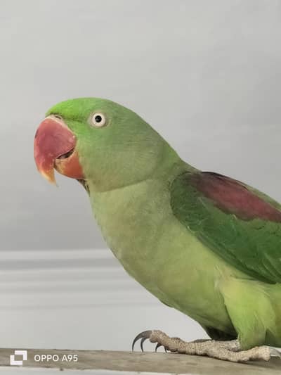 kashimri pahri breeder jumbo female 03248203246