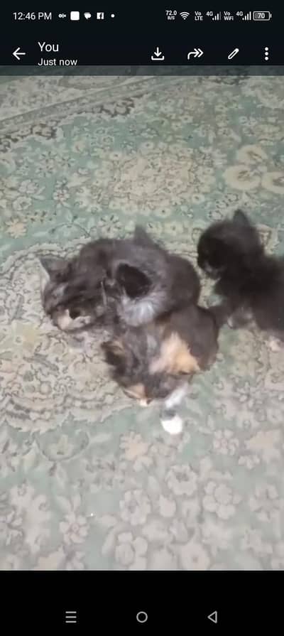 3 month cat babies I am selling, only interested person contact