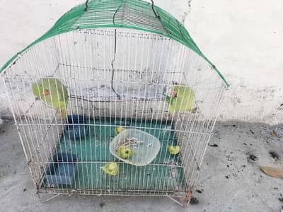 Green parrots pair for sale