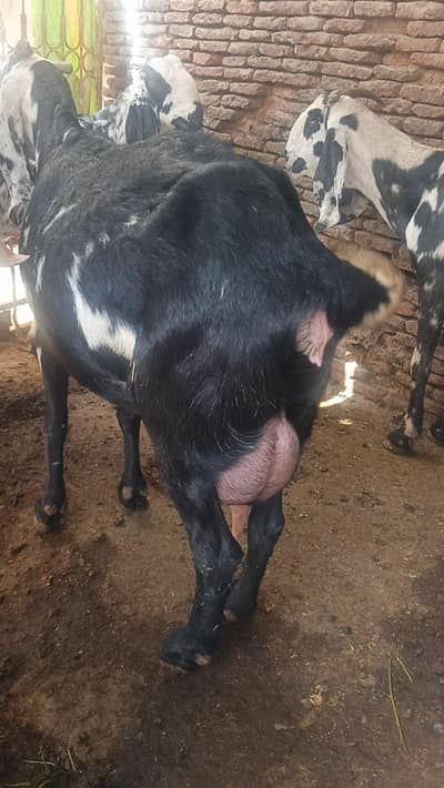 Gabban Amritsari bakri  for sale urgent