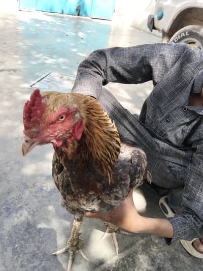 1 murha hai 2 breeder hain