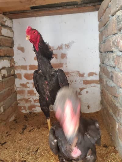 Shamo Breeder Pair and chicks