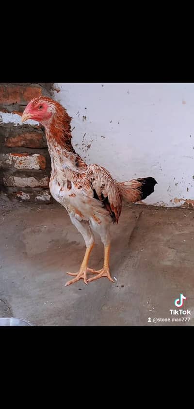 Shamo Breeder Pair and chicks