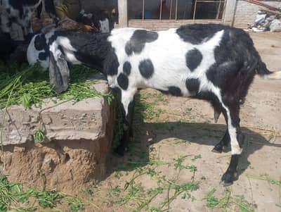 2 bakriya 1 bacha male