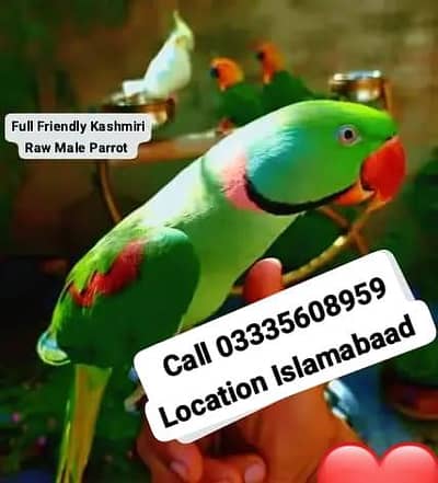 Proper Hand Tamed Full Friendly Kashmiri Raw Male Parrot Jumbo Size