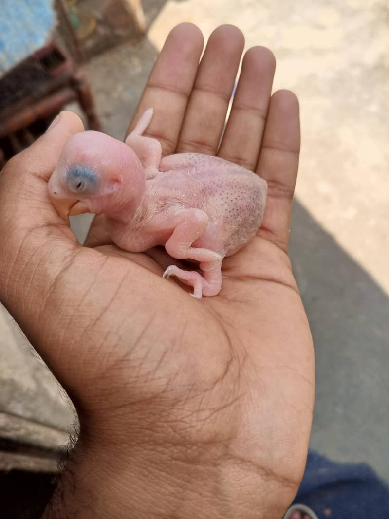phari chick 3