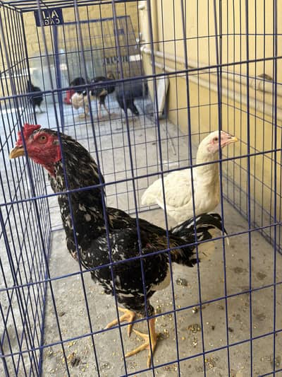 Aseel murgai our turkey pair for sale