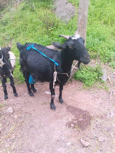 Healthy and active 03136662379