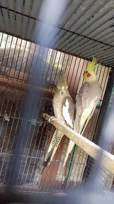 Cocktail breeding pair