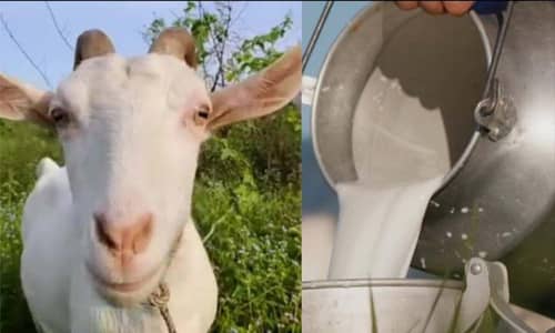Goats | Milky Goats | Goats milk | Milk Goats for sale