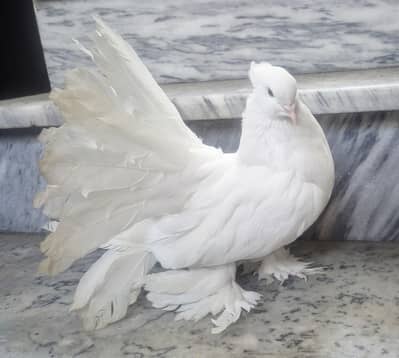 American imported blood line male