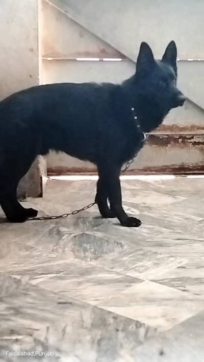 Garman shaft dog pink padigree