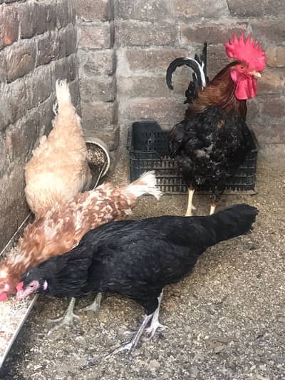 Golden Misri and Aseel Hens