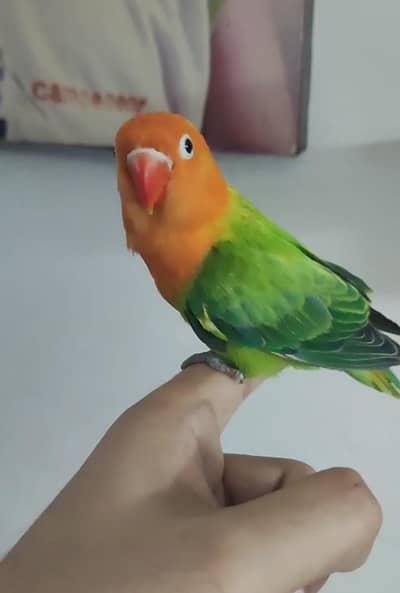 tame lovebird