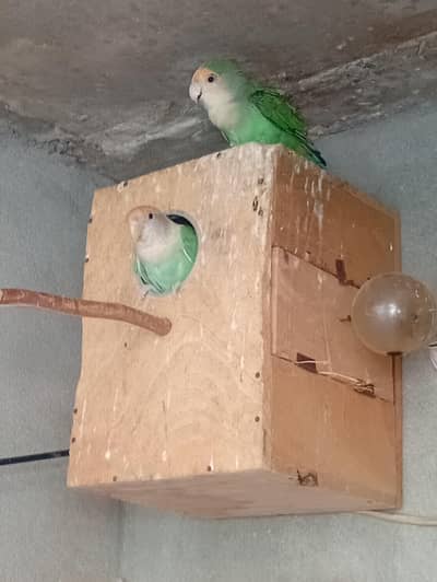lovebird pair
