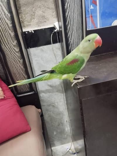 Alexander raw parrot male handtamed patha for sale