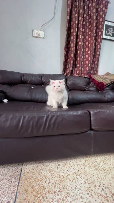 Long Coat male Blue Eyes for Sale