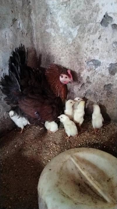 pure paper white shamo chick's Available