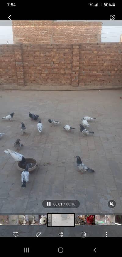 mix pigeon kasni pair saby wala nar  goldan madi  . golden pair