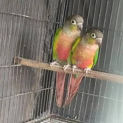 yellow sided conure (red factor) breeder pair