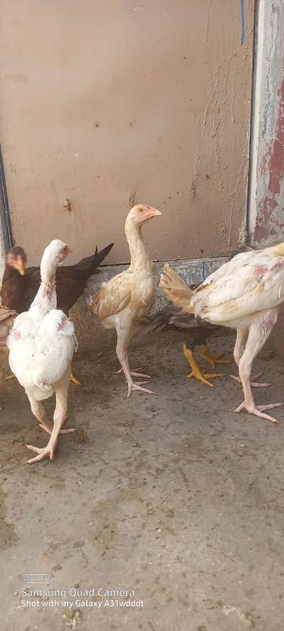 pure aseel heera cross chick