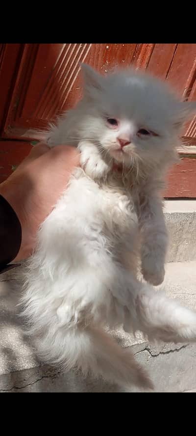 Persian cat