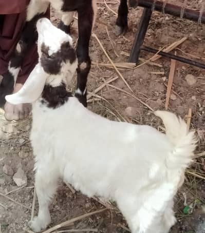 2 months male bacha mashallah