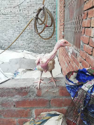 aseel chicks for sale