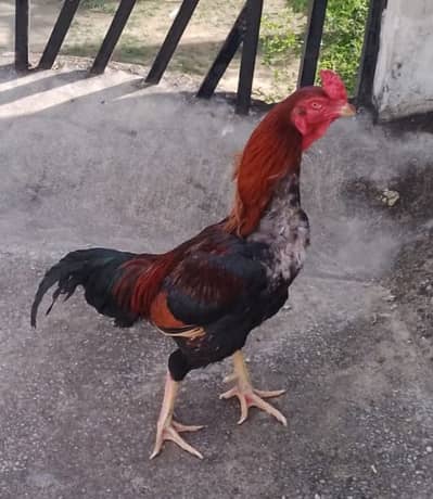 aseel pair murga And murgi