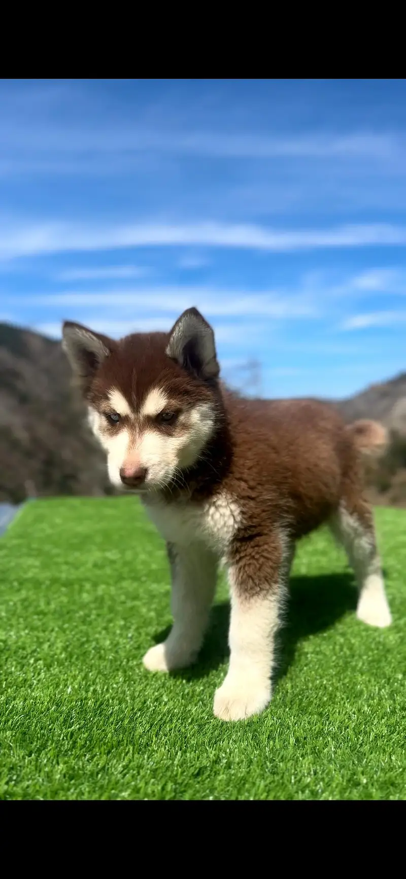 Siberian Husky Puppy Pedigree ! Alaskan Malamute Cross Husky Puppies — photo 2