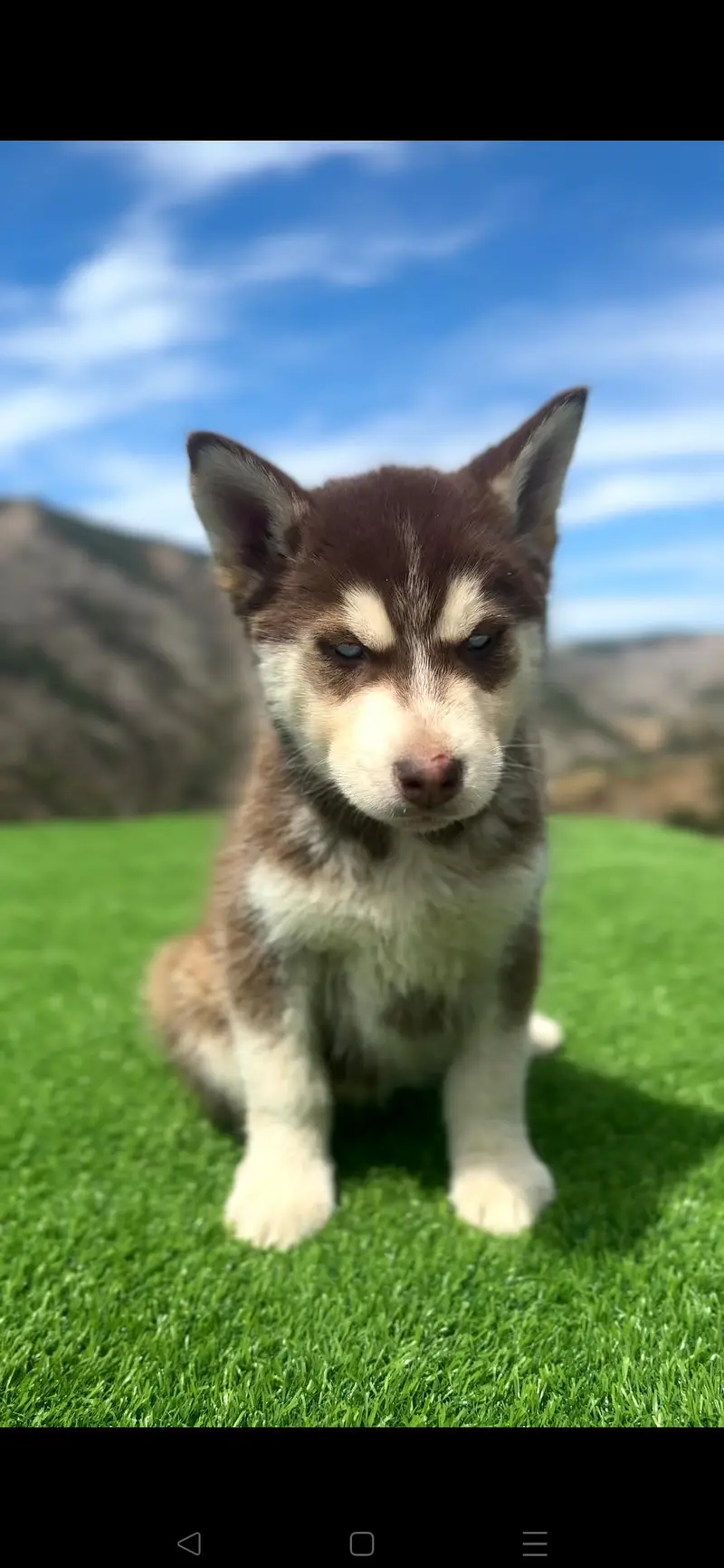 Siberian Husky Puppy Pedigree ! Alaskan Malamute Cross Husky Puppies — photo 3
