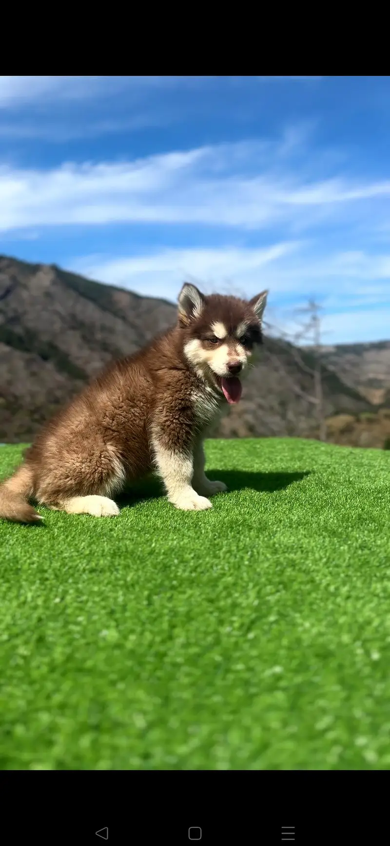Siberian Husky Puppy Pedigree ! Alaskan Malamute Cross Husky Puppies — photo 4